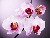 beautiful orchid on the pink background 