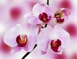 beautiful orchid on the pink background 