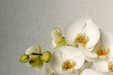 beautiful orchids 