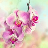 Beautiful pink orchid flowers on blurred background 