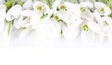Beautiful snowdrops, isolated on white 