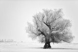 Beautiful tree in winter time in February 2014, Romania 