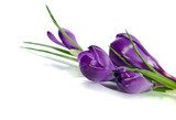 Beautiful violet crocus isolated on white 