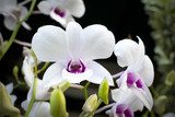 Beautiful white orchid 