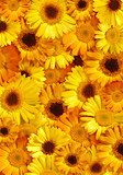 Beautiful Yellow Floral Background