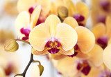 Beautiful yellow orchid 
