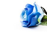 Blue rose on a with background 