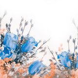 Blue tulips with mimosa, spring background 