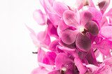 Border of orchid flower (vanda purple) isolated on white 