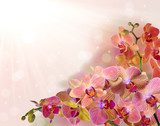 bright orchid flowers with pink strips on bright background 