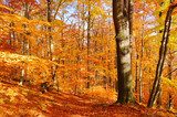 Buchenwald im Herbst - beech forest in fall 33 