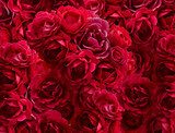 Bush of red rose flowers background