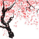 Cherry tree blossom 