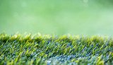 Close Up background of Green Grass 