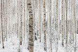 Close-up of a birch wood in winter in Finland 