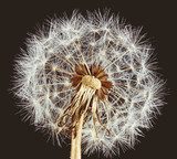 Close-up of dandelion on brown background 