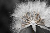 Close-up of dandelion seed 