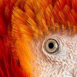 Close-up on a Scarlet Macaw's eye (4 years old) isolated on whit 