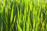 closeup green grass 