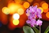 Closeup of the pink Orchid with background orange lights. 