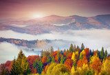 Colorful autumn morning in the Carpathian mountains. Sokilsky ri 