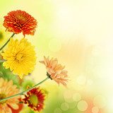 Colorful mums flowers on warm bokeh background