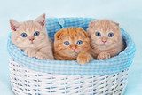 Cute kittens sitting in a basket 