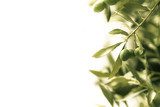 dÃ©coration florale - olivier