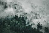 Dämmerung im nebligen Bergwald