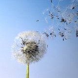 dandelion blowball and flying seeds 