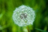 Dandelion in green field 