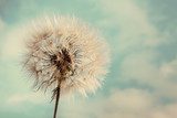 Dandelion Isolated on blue cloudscape 