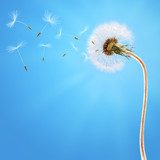 Dandelion on the long stem and on the blue sky 