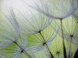 dandelion seed 