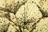 dandelion seed at sunset with water drops 