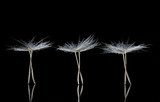 Dandelion Seeds resembling ballet dancers 