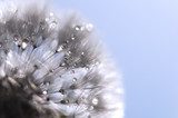 Dandelion with water drops 