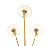 Dandelions isolated on white 
