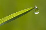 Dewdrop on tip of a blade of grass 