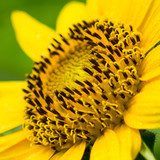 Dwarf Sunflower 