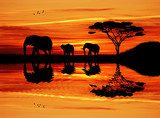 Elephant silhouette at sunset