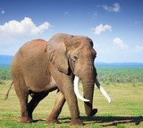 Elephant with large tusks 