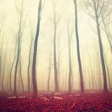 Fantasy red color forest 