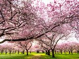 Farbe des FrÃ¼hlings: Garten mit Japanischen KirschblÃ¼ten 