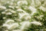 Feather grass 