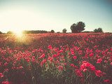 Field with bright blooming poppies at sunset