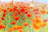 Field with wild red poppy flower 