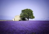fields of blooming lavender flowers with old farmhouse - Provence, France