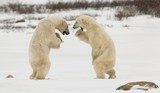 Fighting Polar Bears 