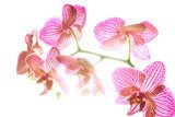 Fiore d'orchidea in controluce 